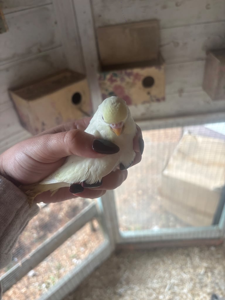 Baby budgies 