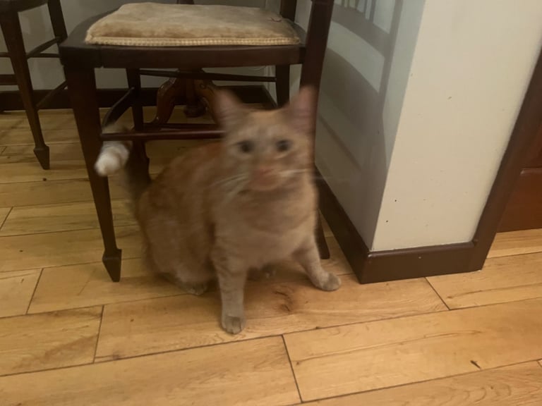 image for Gorgeous male cat
