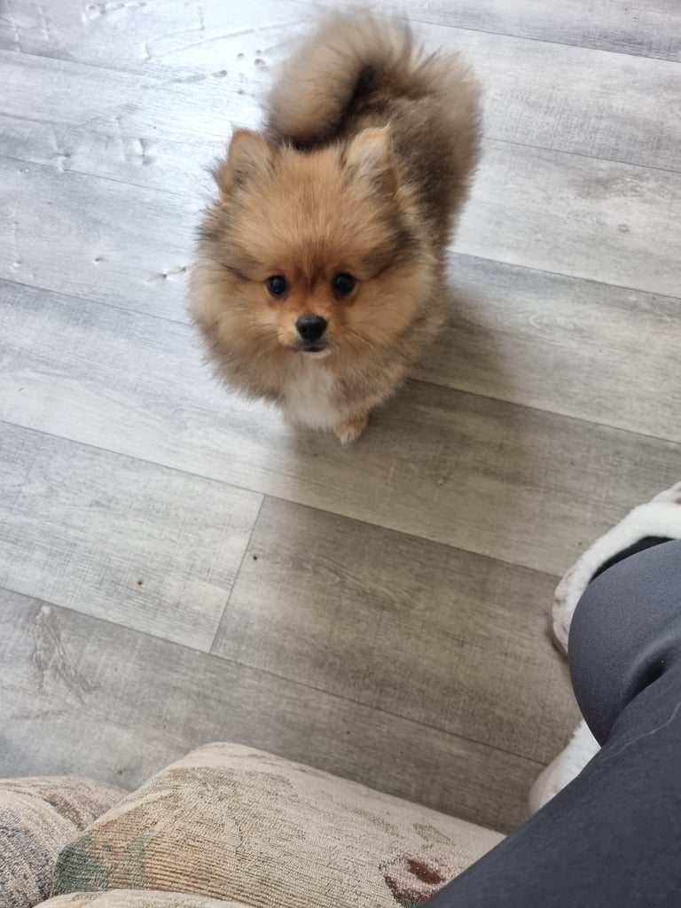 Stunning 12 week Pomeranian puppy