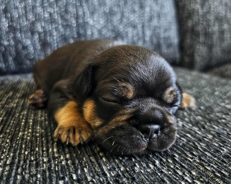 Generational Health tested French Bulldog Puppies (Only one boy and One Girl Left)