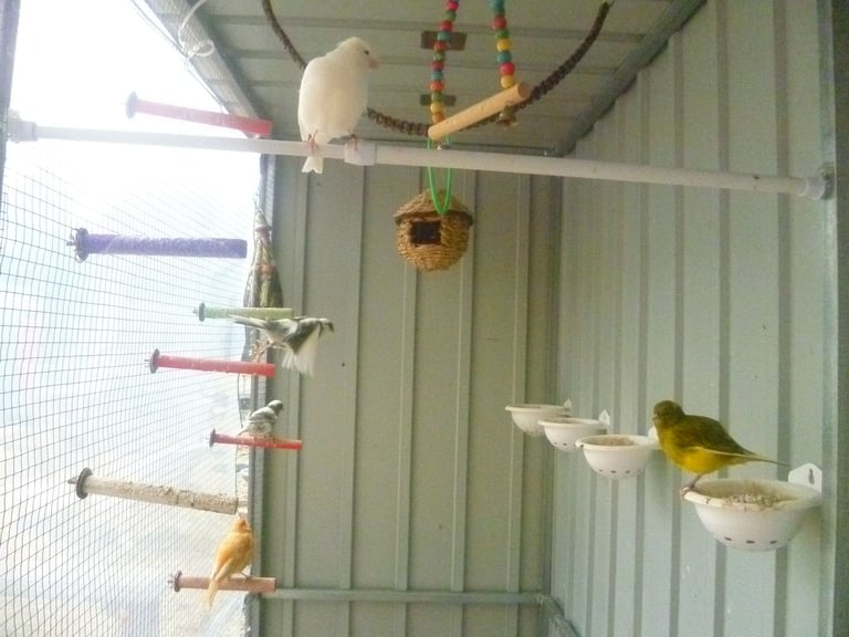 image for 5 Canary Canaries Birds for sale for £140 Yellow, White/Black  Red Pure White Small Cage and Food