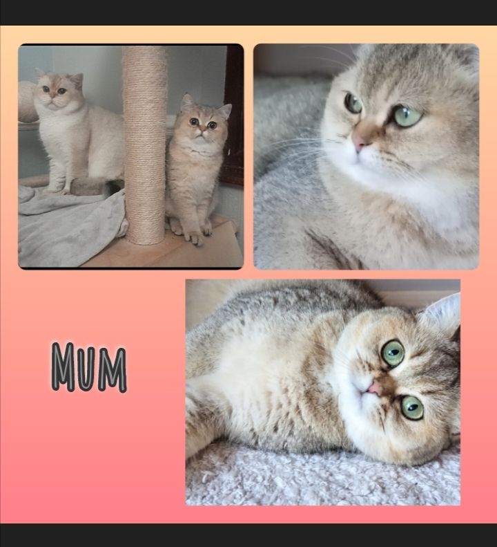 x4 Pedigree British Longhair & x2 British Shorthair Blue Golden & GoldenKittens 