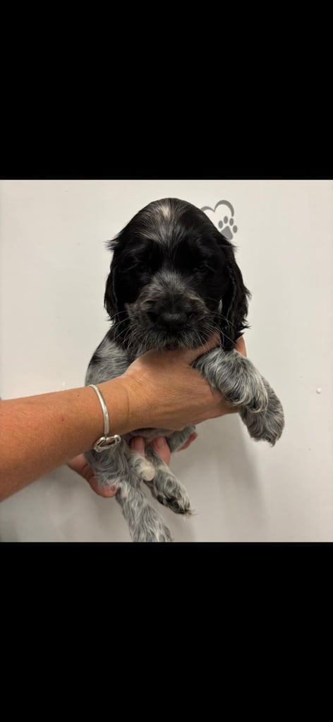 Show type cocker spaniel puppies 
