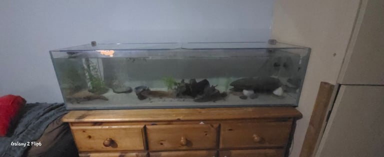 image for 4ft long and low fish tank 