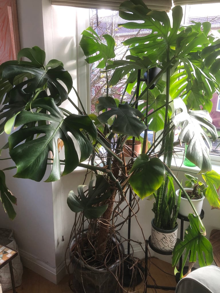 7ft Monstera (Swiss Cheese Plant)