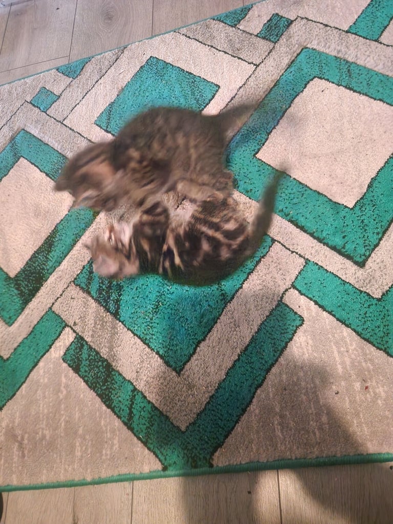 Kittens for sale