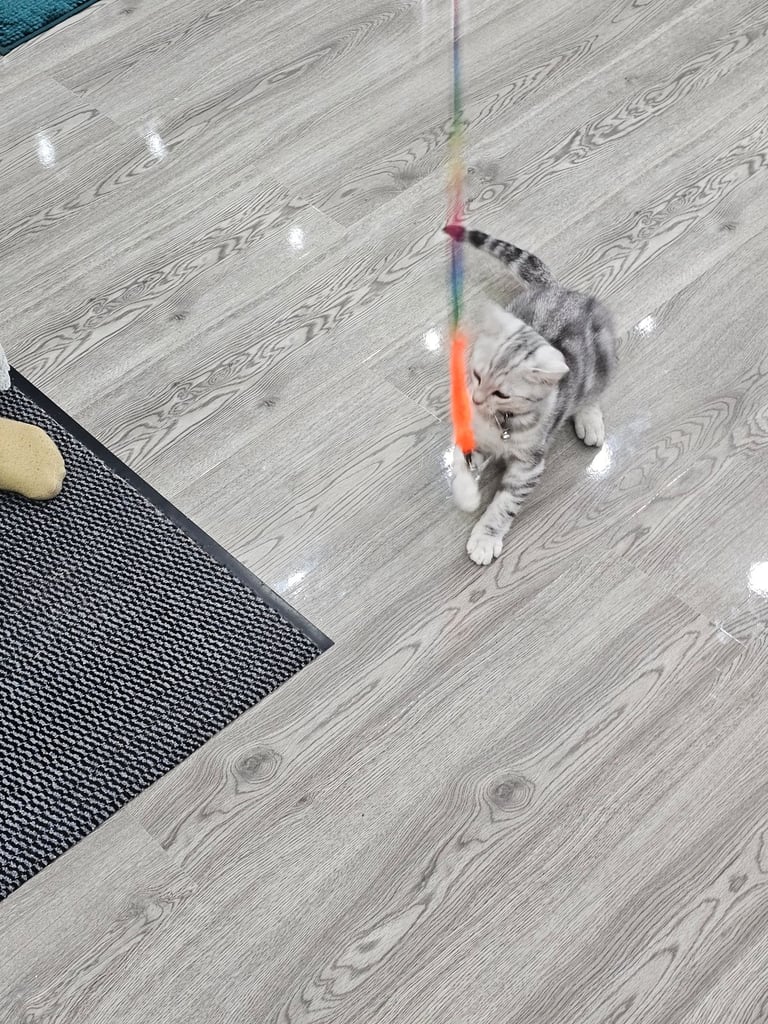 Beautiful Silver Tabby British Shorthair Boy