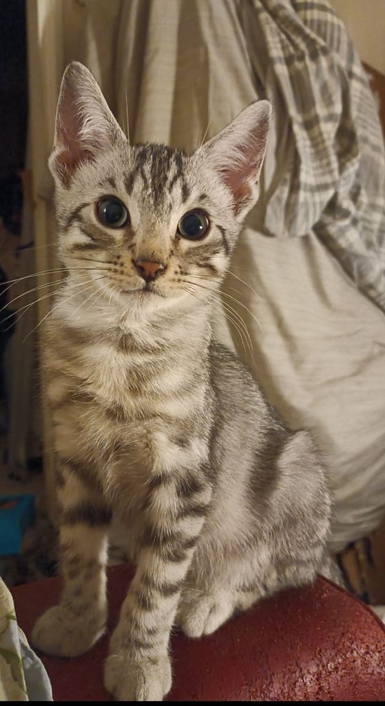 image for Bengal kittens Pure & Variants High %