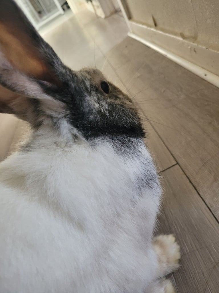 Black and white bunny 