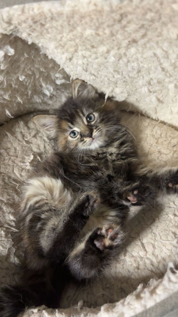 🐾 Adorable 8-Week-Old Female Siberian Kitten – Ready for Her New Home 🐾