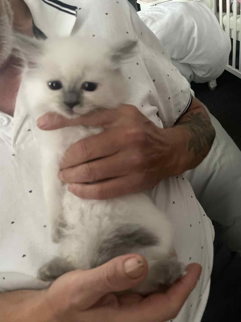 Ragdolls kitten  4 left 