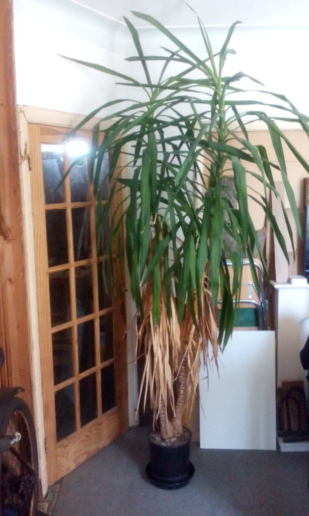 image for Yucca Plant