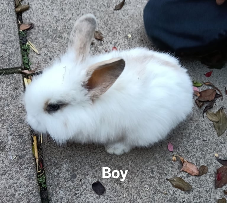 Beautiful baby rabbits 
