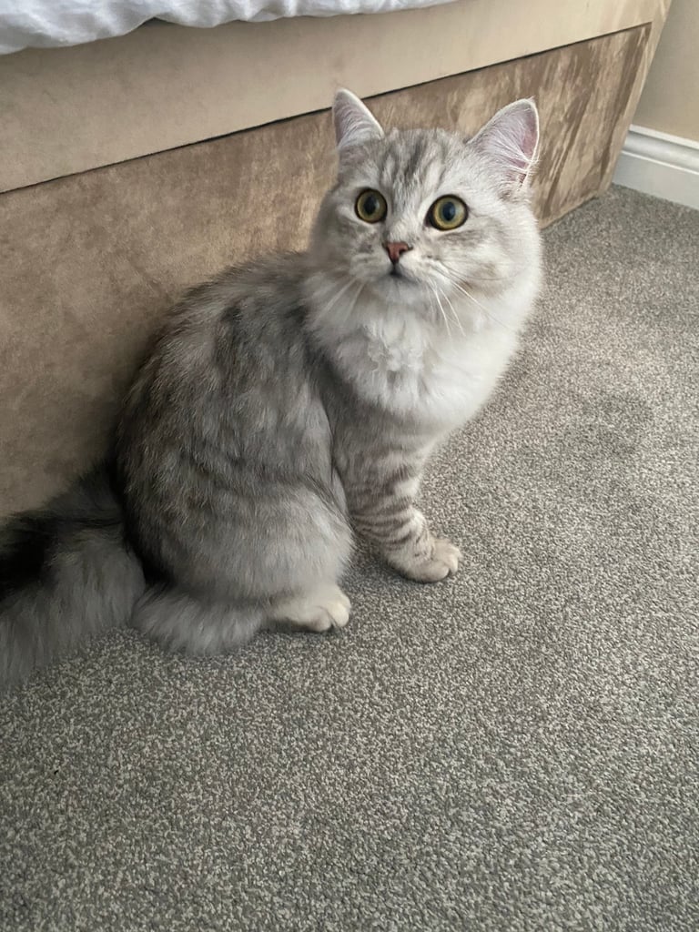 Beautiful Female Persian Ragdoll Kitten- 7 months