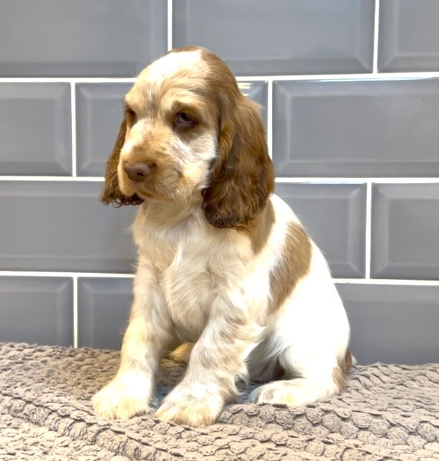 Beautiful KC Registered Show-Type Cocker Spaniel Puppies 🐶 
