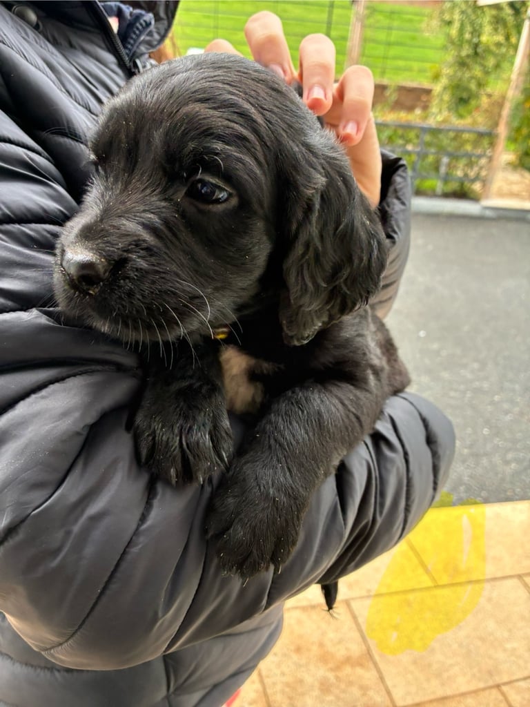 Golden retriever / border terrior pups 