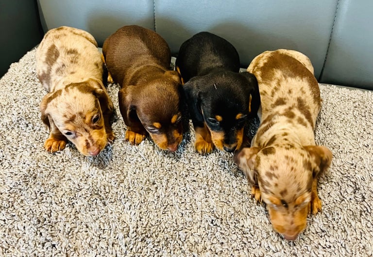 miniature dachshund