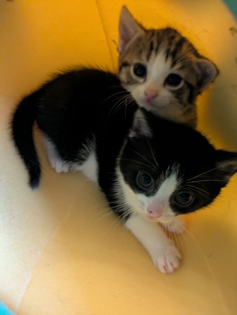 image for 2 kittens