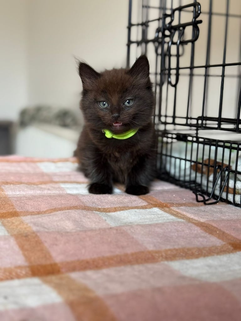 Male kittens (2 left)