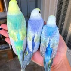 Baby budgies&new cage&food