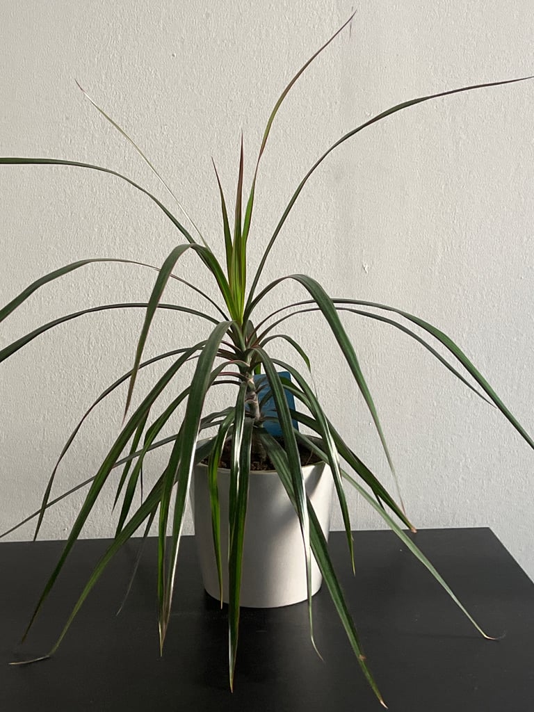 image for Dragon Tree Dracaena