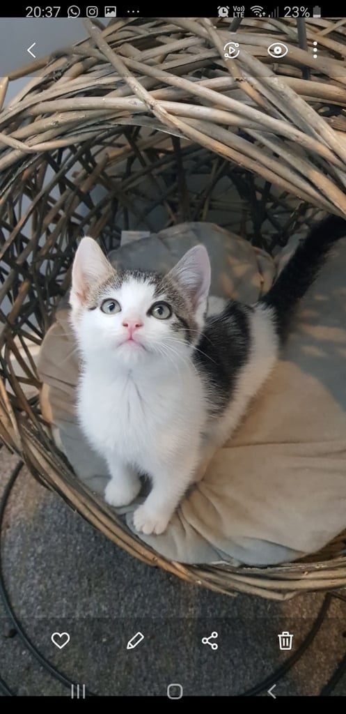 Ragdoll cross Turkish Angora kittens 