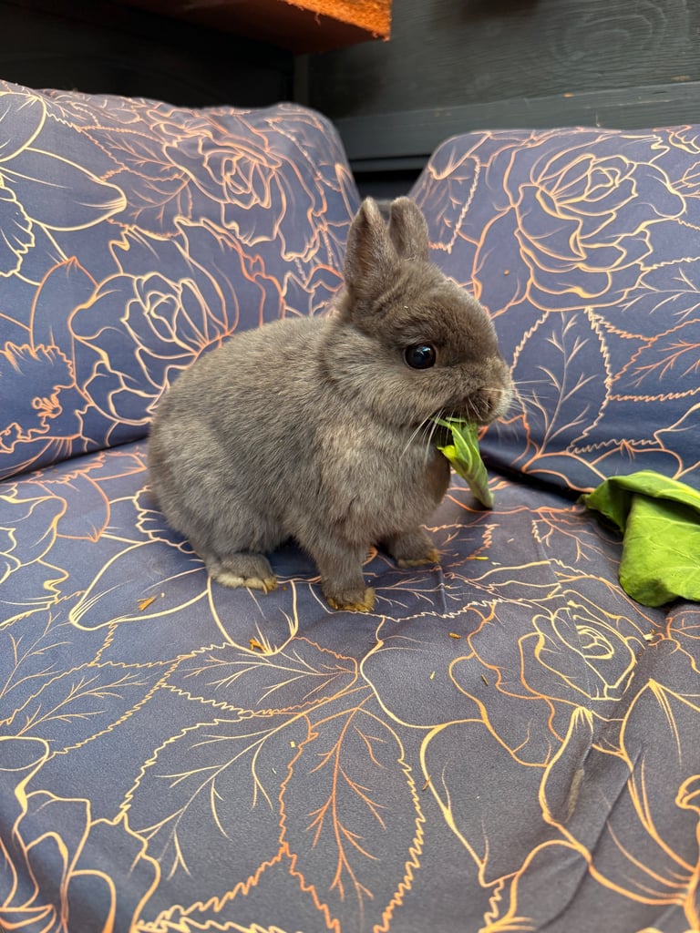 Netherlands Dwarf Bunnies
