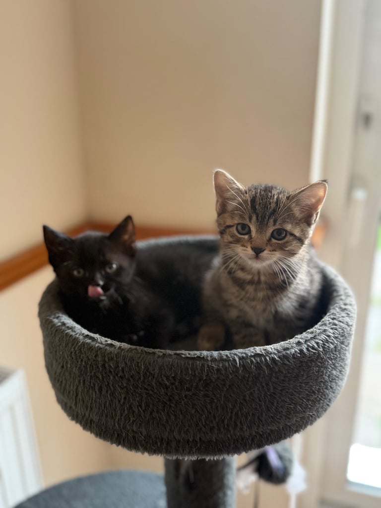 4 x kittens for sale 