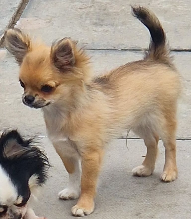 longcoat chihuahua puppy 