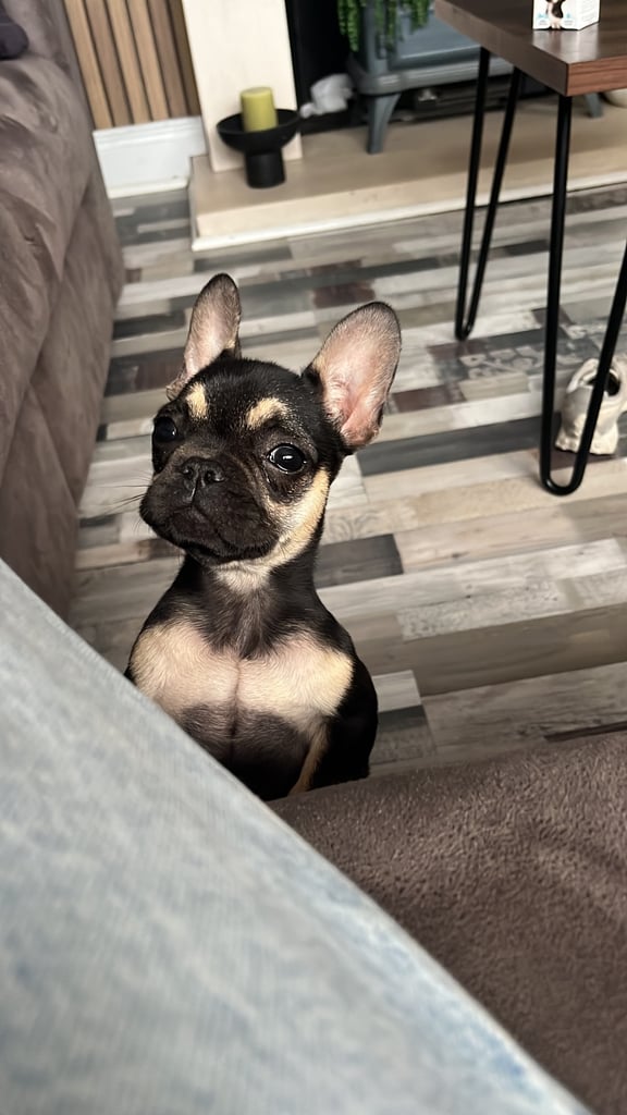 French bulldog pup 