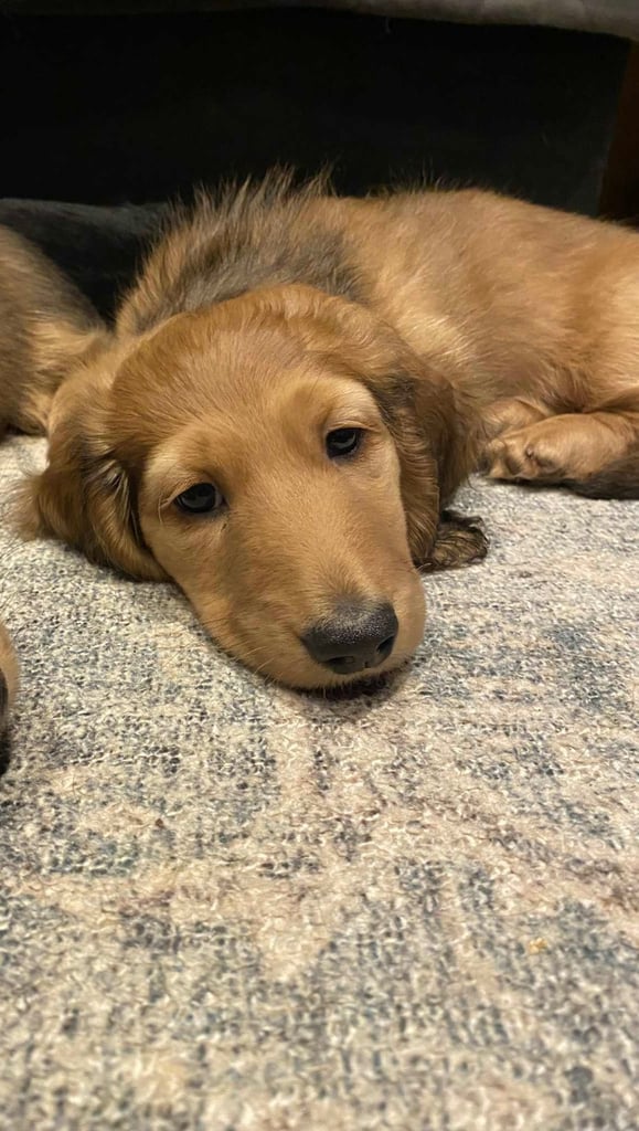 1 beautiful long haired kc registered Dachshund baby boy looking for his forever home!!!