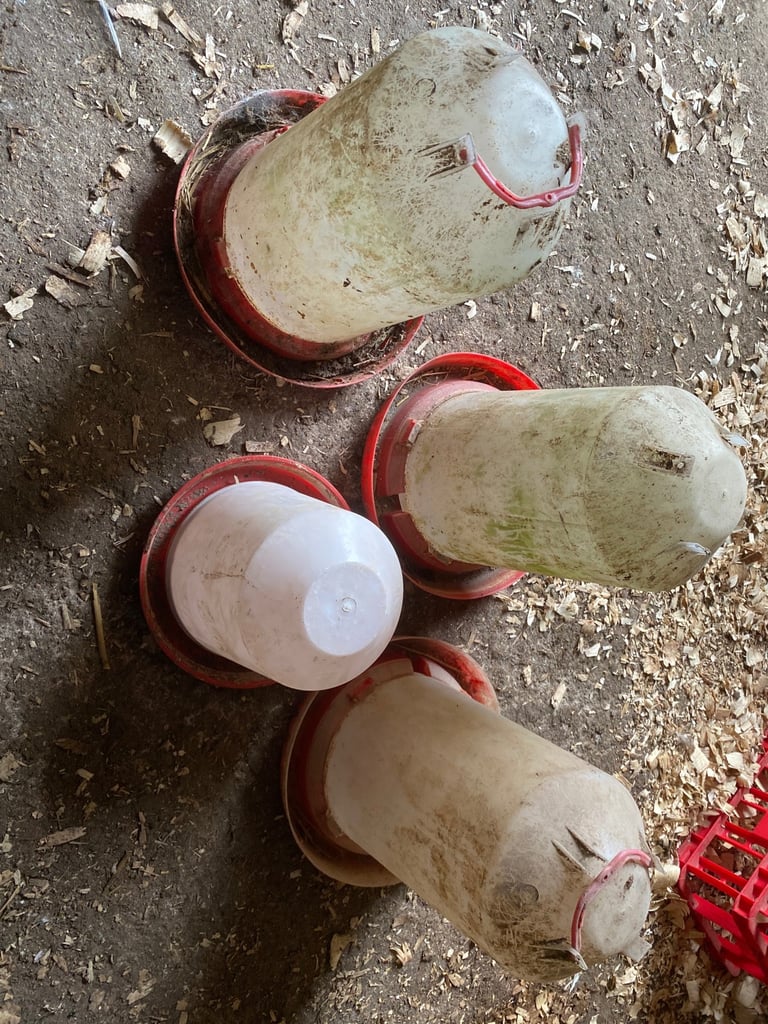image for Poultry drinkers 
