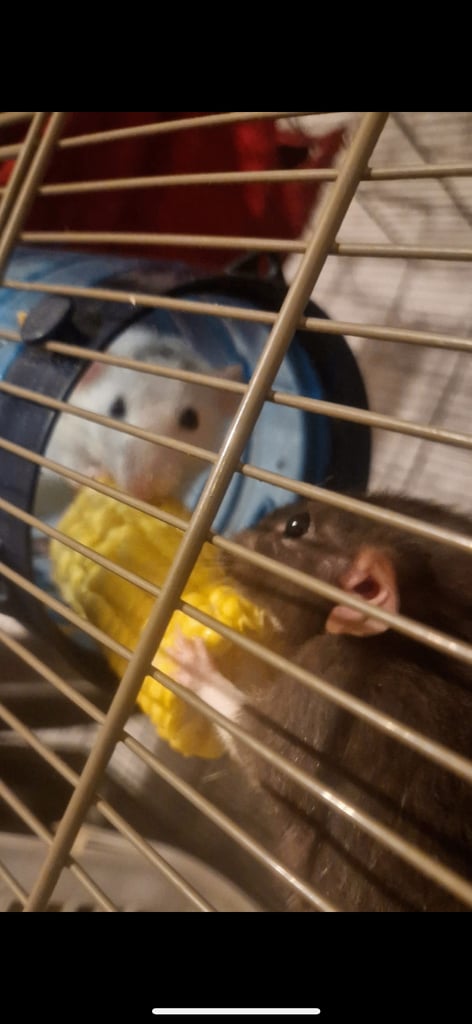 2 female rats for new home 