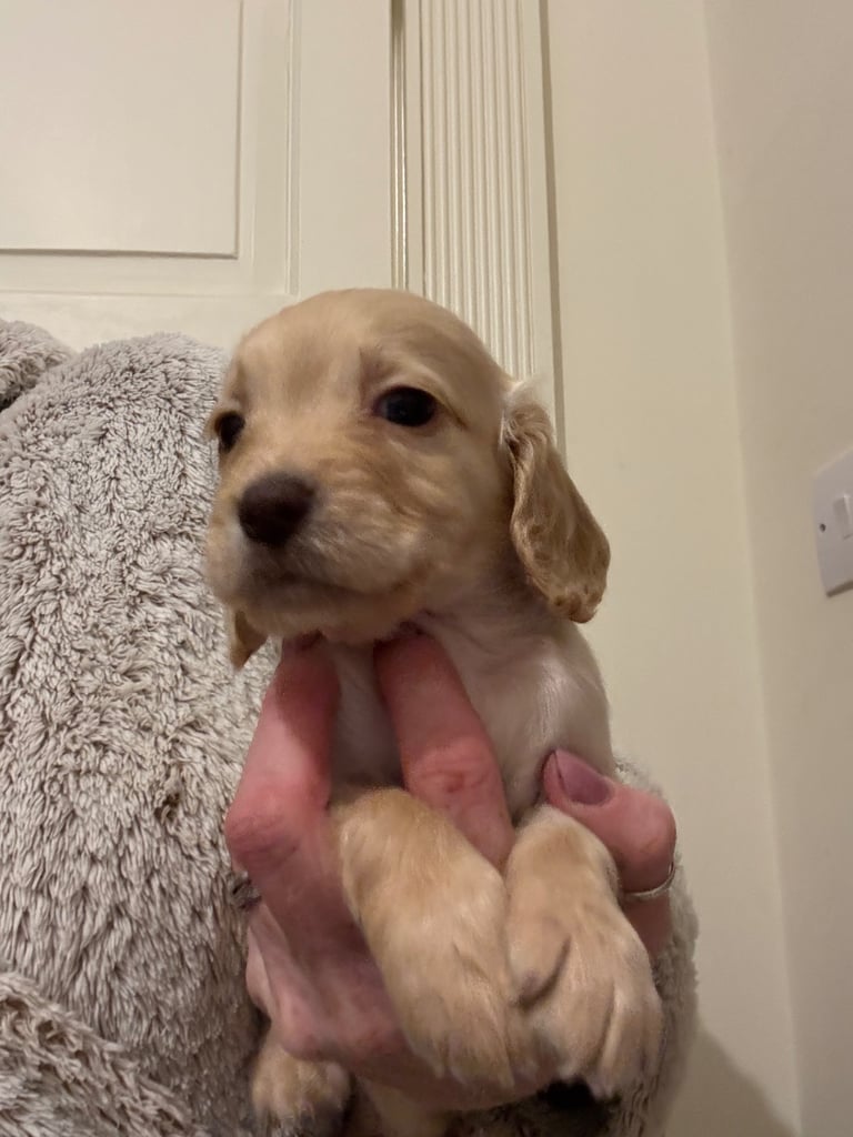 KC Cocker Spaniel Pups - ready to go sunday