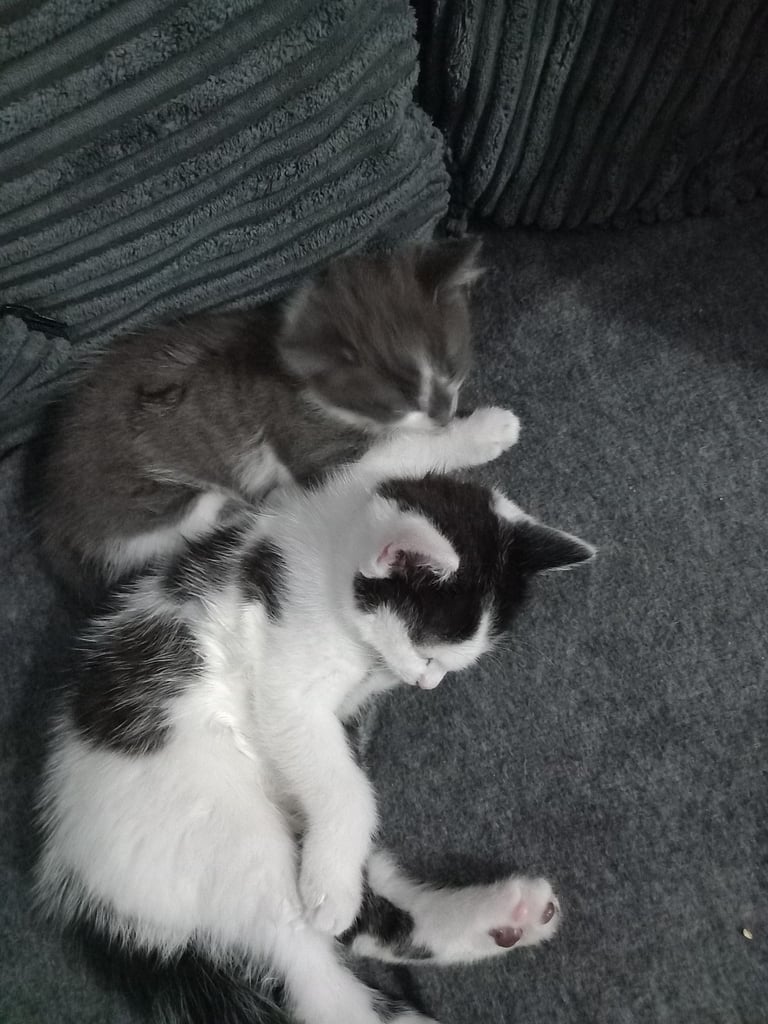 Kittens for sale