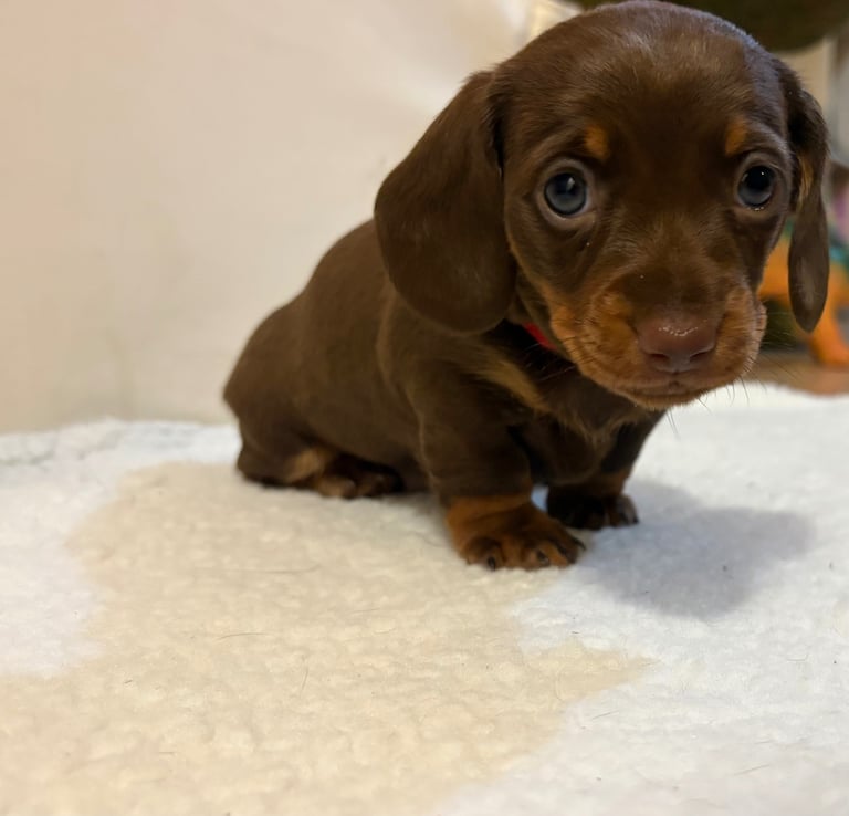Miniature Dachshund Puppies 