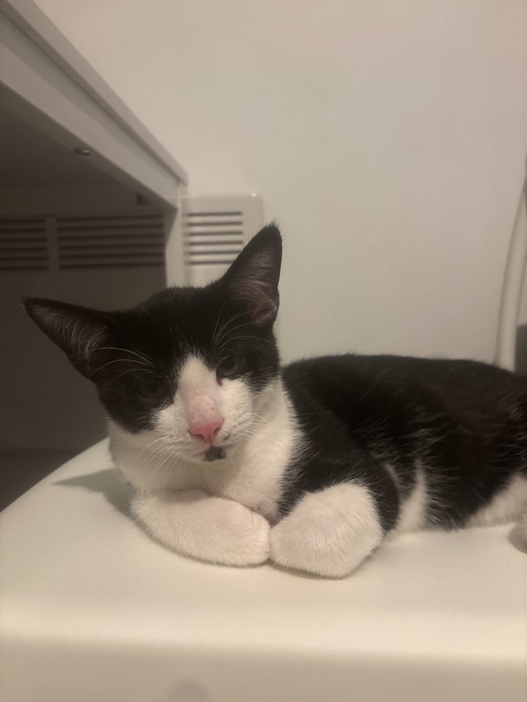 Reduced from £60 Beautiful cats for sale 