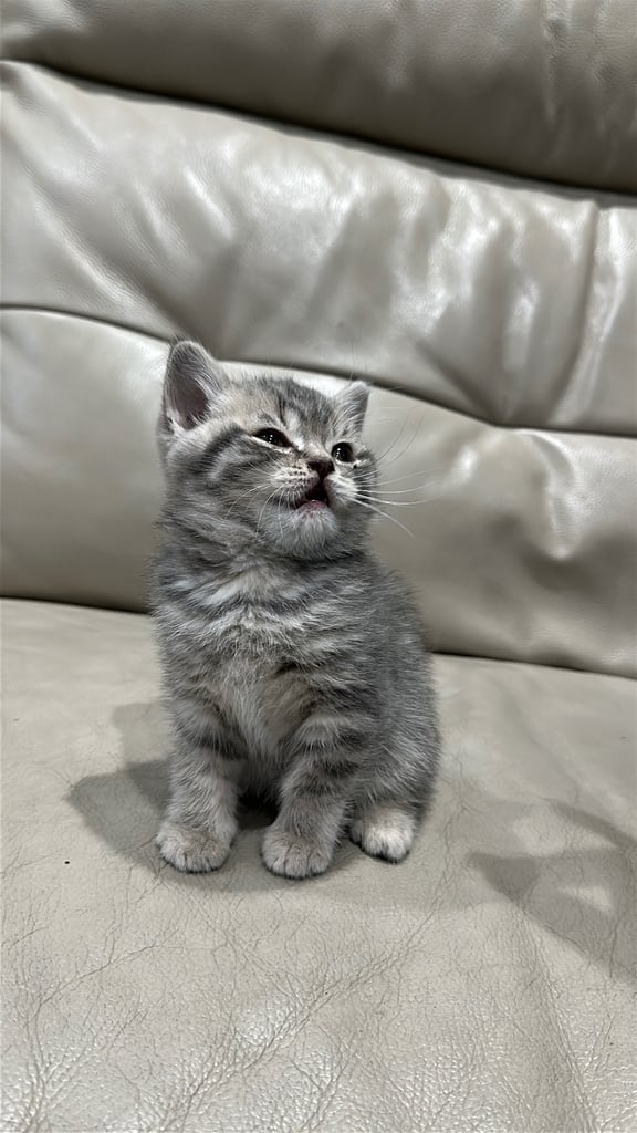 British short hair kittens shorthair