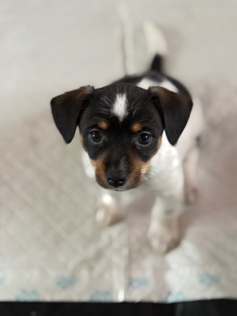REDUCED Jack Russell puppies only 2 left