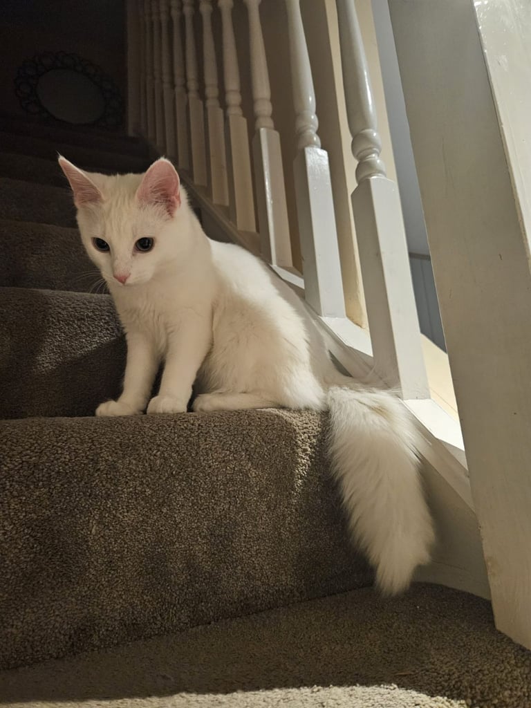 PURE WHITE FEMALE ✨️