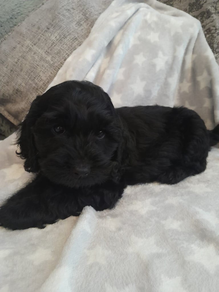 🌟Beautiful Boy Cockapoo💙🐾