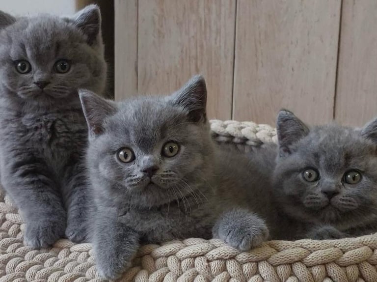 Gorgeous BHS kittens