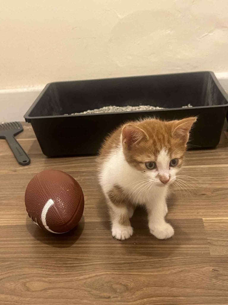 1 playful kitten for sale 