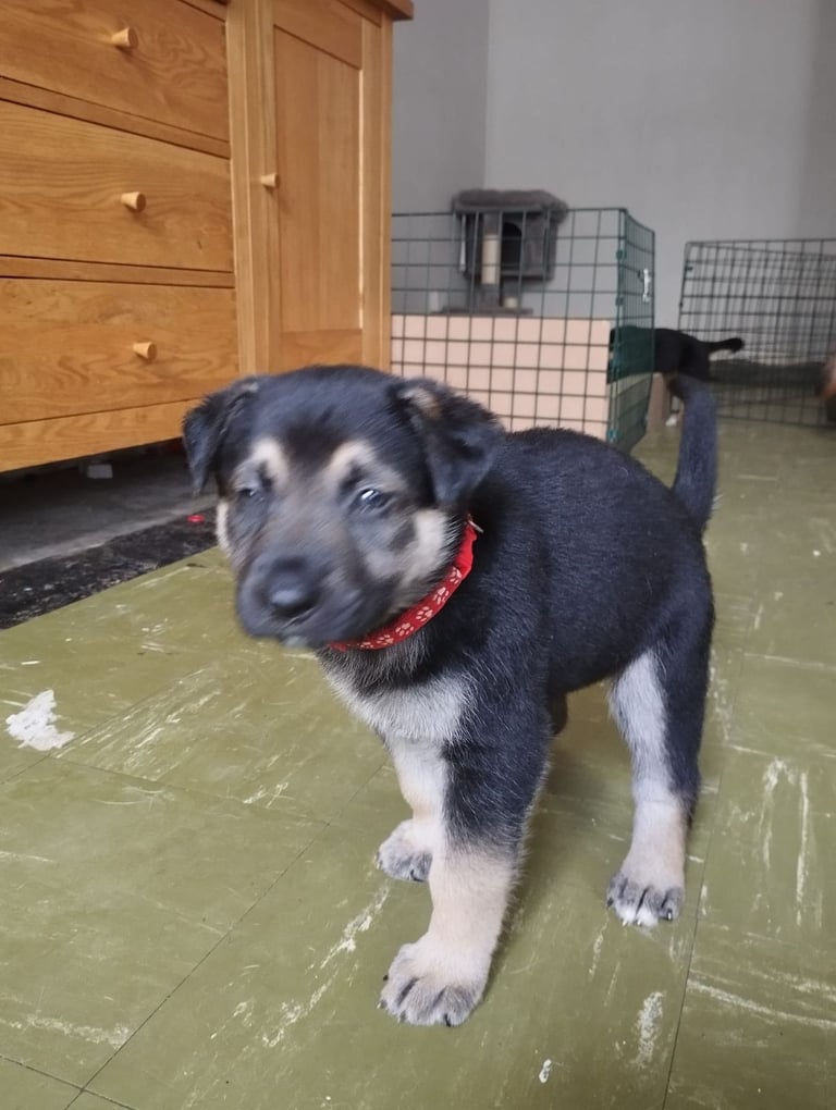 Gsd puppy