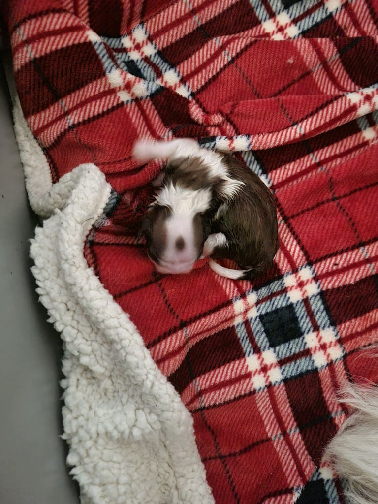 Shitzu puppies all sold now