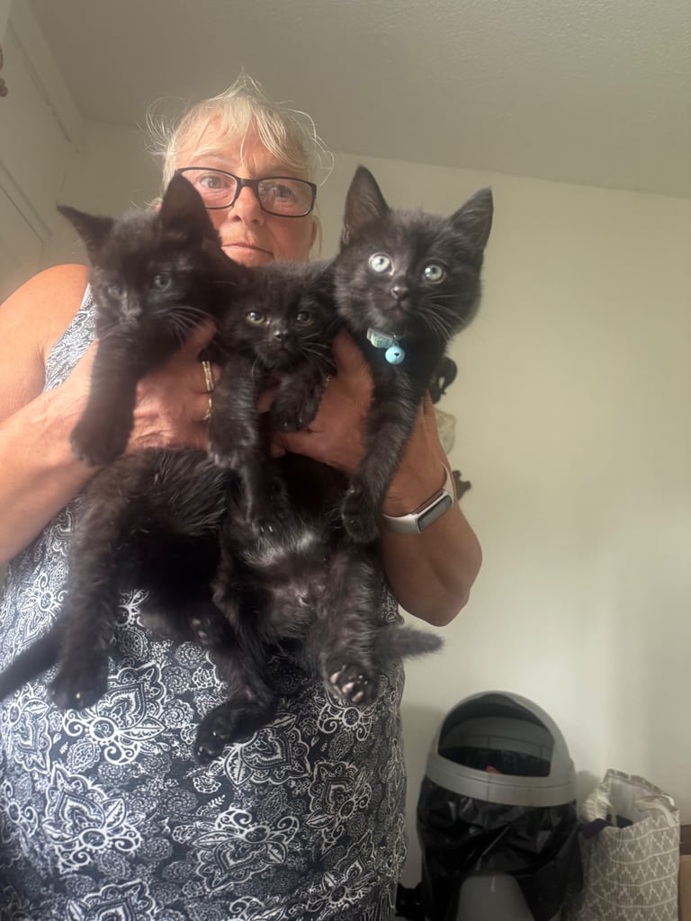 3 beautiful kittens
