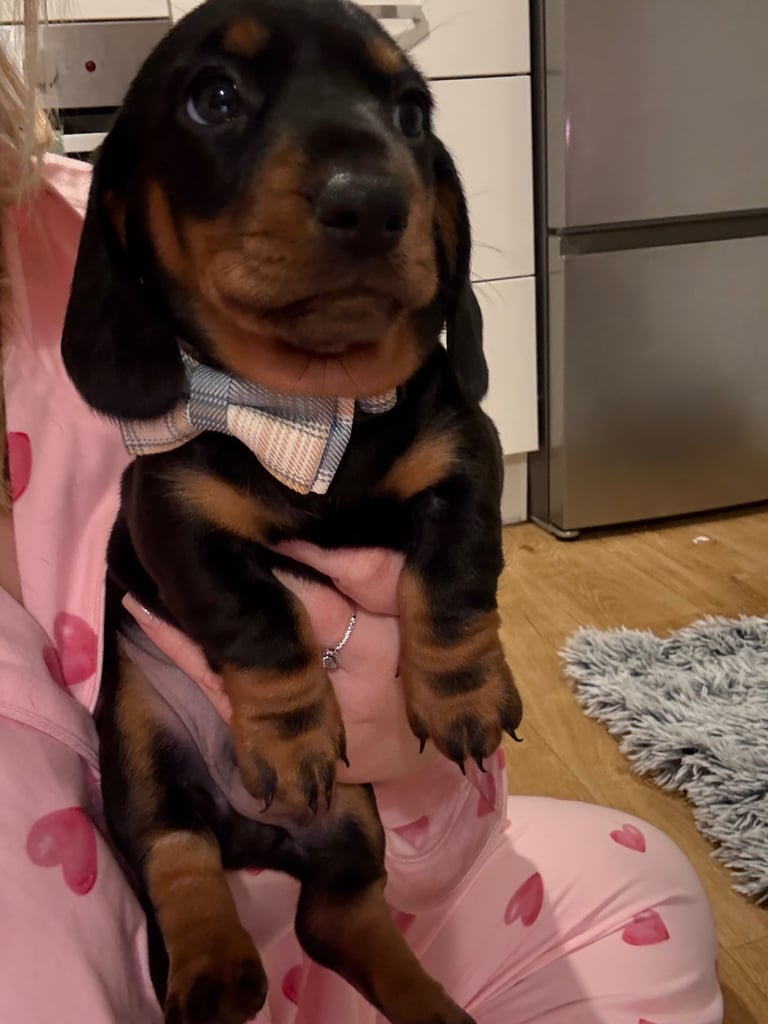 Male miniature dachshund 