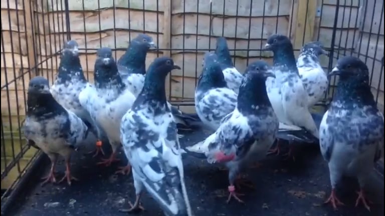 Pigeons for sale