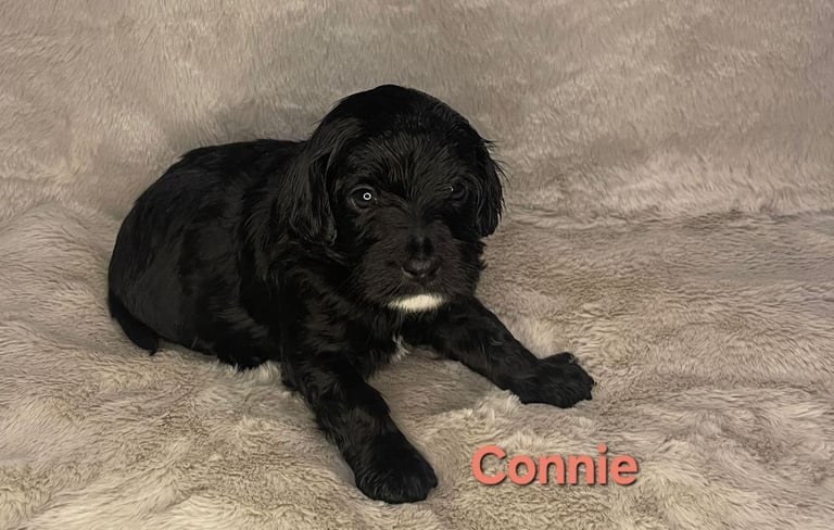 Adorable  F2 Cockapoo puppies