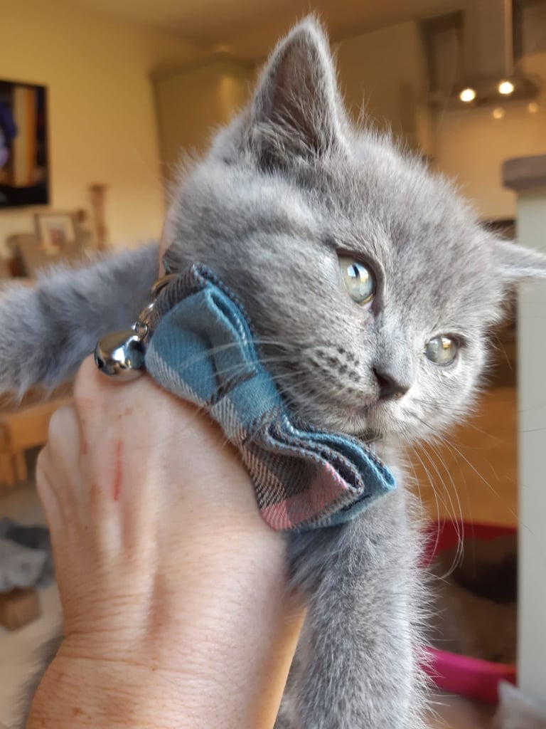 British shorthair kittens 